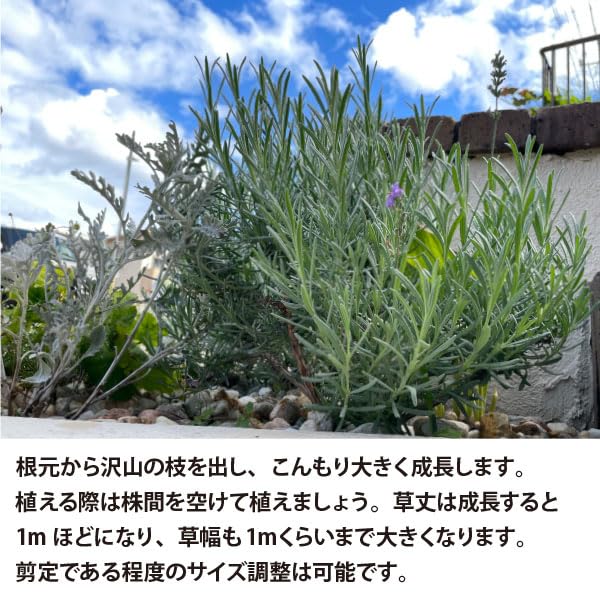 Amazon.co.jp: ラベンダー グロッソ 花苗 5号ポット5個セット 大苗